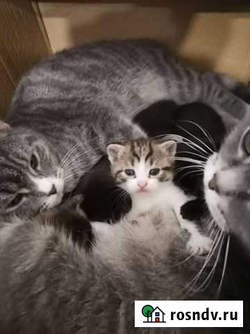 Котята в добрые руки бесплатно Нижний Тагил - изображение 1