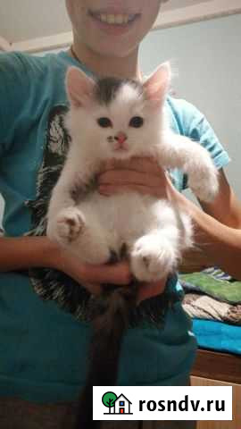 Отдам симпатичных котиков Саров - изображение 1