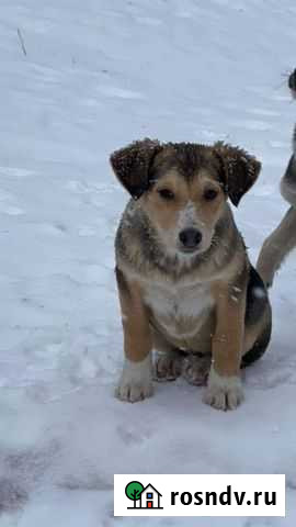 Маленькая Мила в добрые руки Тамбов - изображение 1