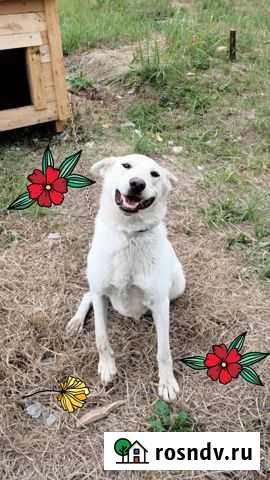 Собака душа по кличке Габи ищет дом Казань - изображение 1