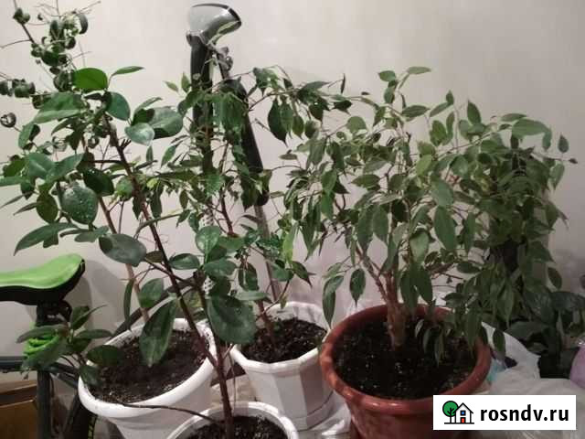 Фикусы одним лотом Рязань - изображение 1