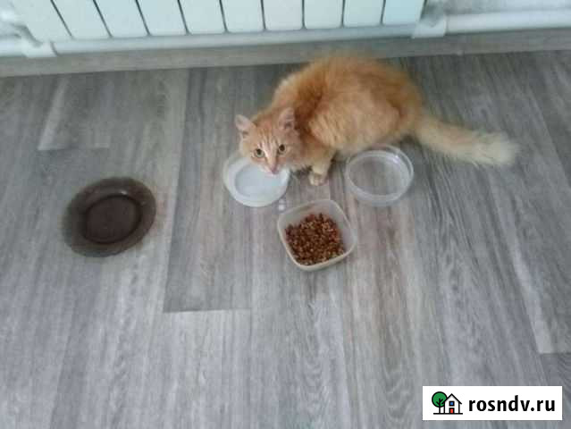 Отдам кота в добрые руки Тюмень - изображение 1