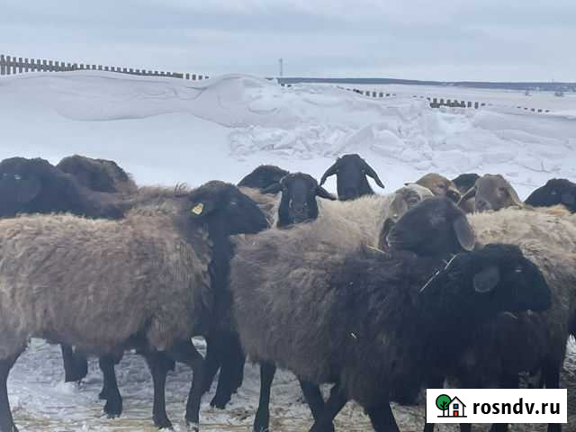 Овцы Толбазы - изображение 1