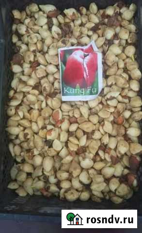 Луковица тюльпанов после выгонки Владикавказ - изображение 1