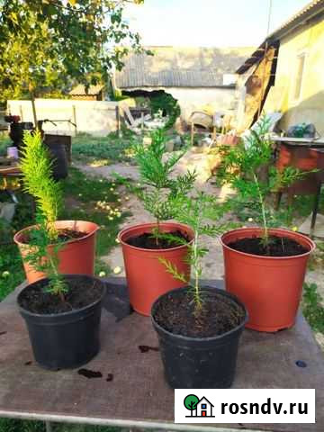 Туя Западная Россошь - изображение 1