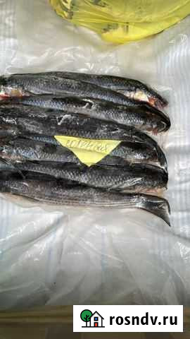 Кефаль соленая Евпатория - изображение 1