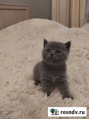 Шотландская кошечка Брянск - изображение 1