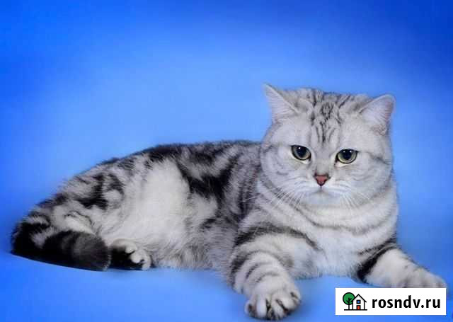 Кот на вязку Симферополь - изображение 1