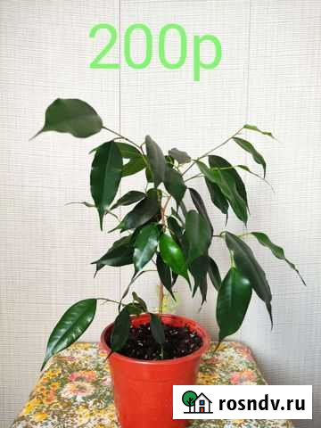 Фикус бенджамина Ижевск - изображение 1