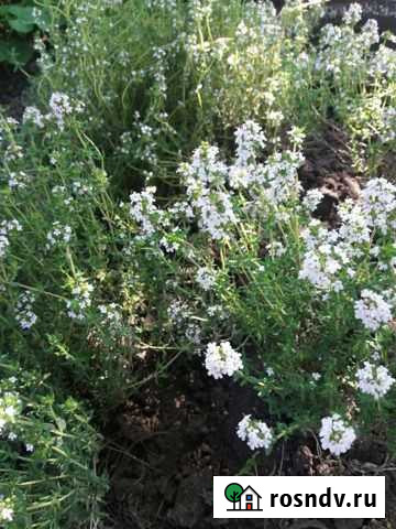 Чабрец Старый Оскол - изображение 1