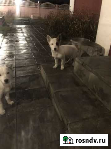 Щенки в добрые руки Курск - изображение 1