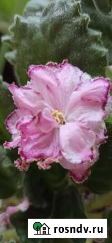 Фиалка листики и цветущие Белгород - изображение 1