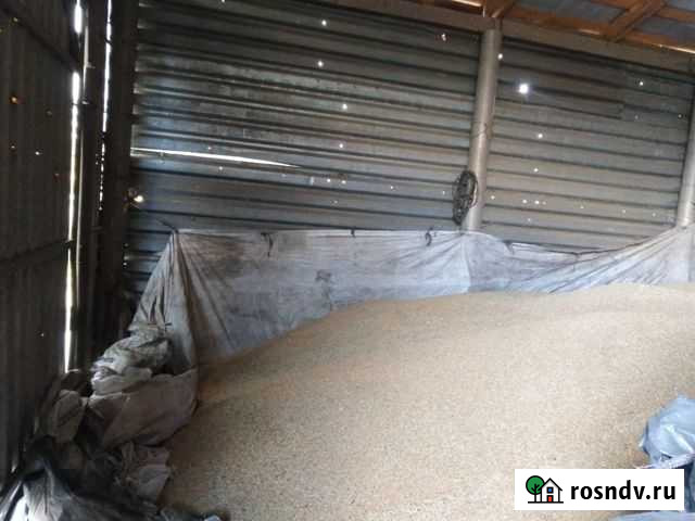 Ячмень Старый Оскол - изображение 1