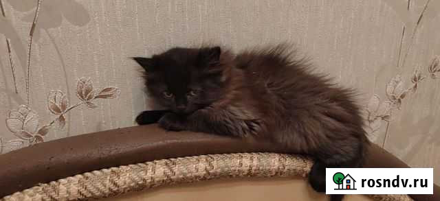 Абиссинская Братск - изображение 1