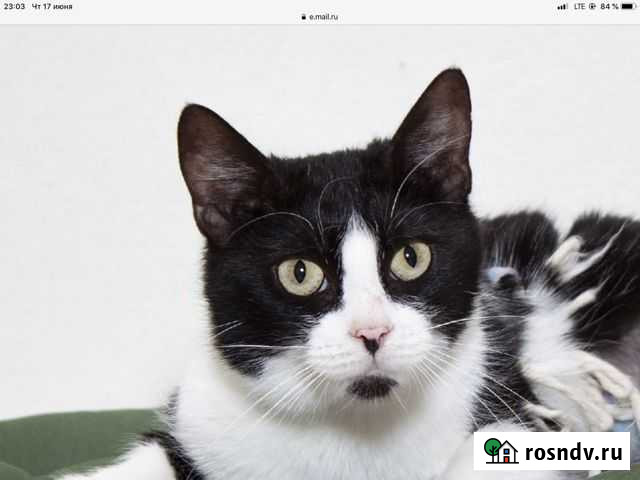 Кошка Никуся Дубровка - изображение 1