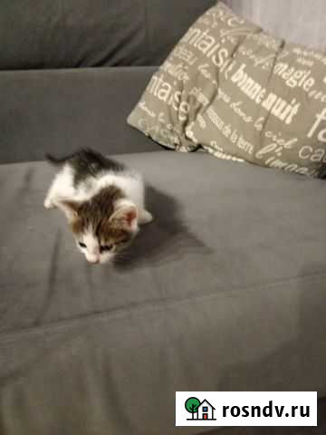 Котята в добрые руки Атемар - изображение 1