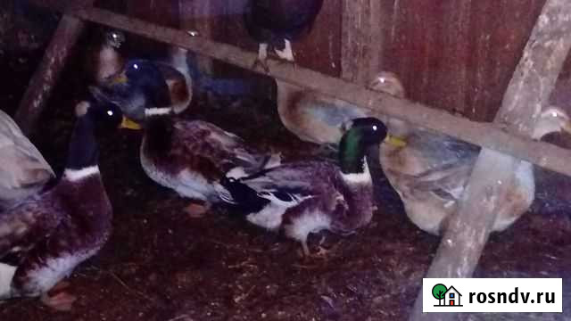 Утки и гуси Троицк - изображение 1