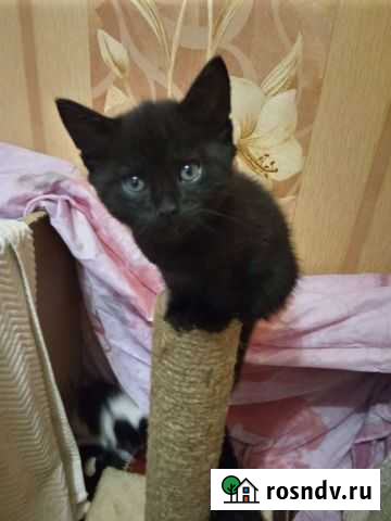 Кошка в дар Долгопрудный - изображение 1