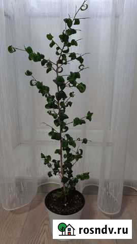 Фикусы Барокк и Ирен Грязи - изображение 1