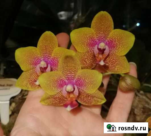 Орхидея фаленопсис Сого Лоуренс Барнаул - изображение 1