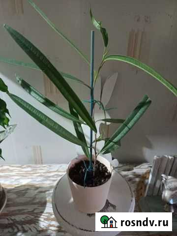 Цветы Псков - изображение 1