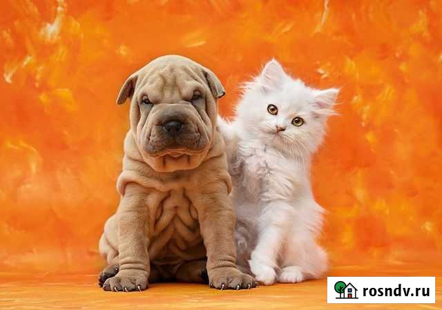 Передержка животных(зоогостиница) Брянск - изображение 1