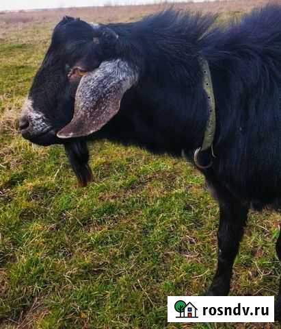 Козел на племя Правдинск - изображение 1