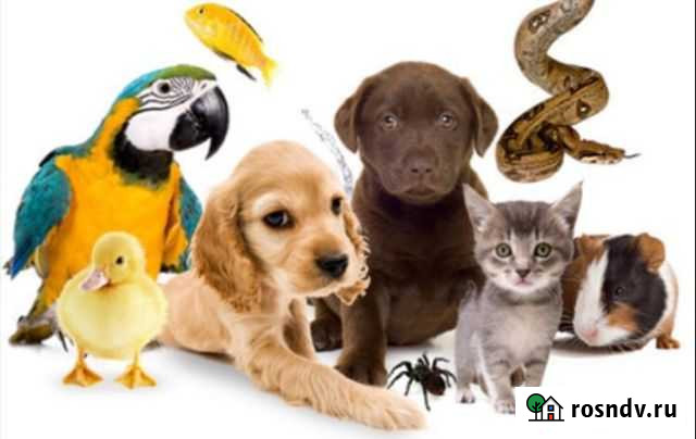 Новогодние сиделки для животных Старый Оскол - изображение 1