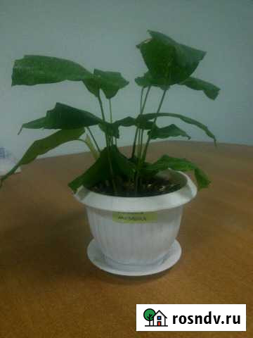 Калатея мозаика, кислица/бабочка и другие Благовещенск - изображение 1