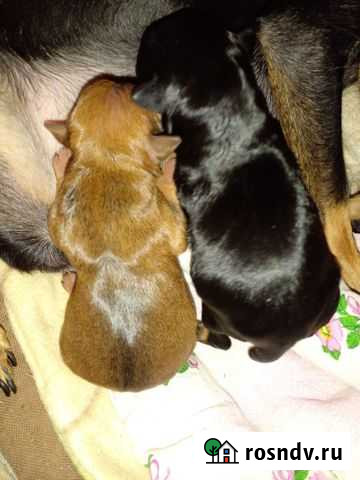 Мини той-терьер Пермь - изображение 1