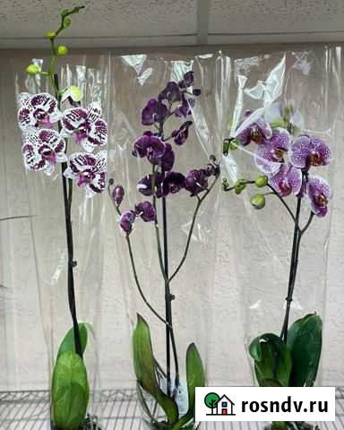 Орхидеи 1 веточка Симферополь - изображение 1