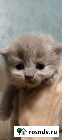 Британские котята Калуга - изображение 1