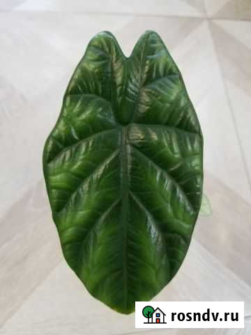 Алоказия Синуата Красноярск - изображение 1