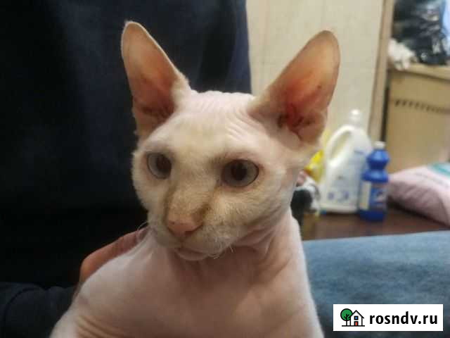 Канадский сфинкс вязка Феодосия - изображение 1