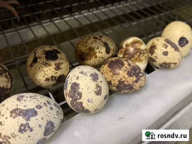 Яйцо перепелиное Большие Дворы - изображение 1