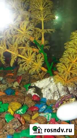 Аквариумные рыбки сомики Энгельс - изображение 1