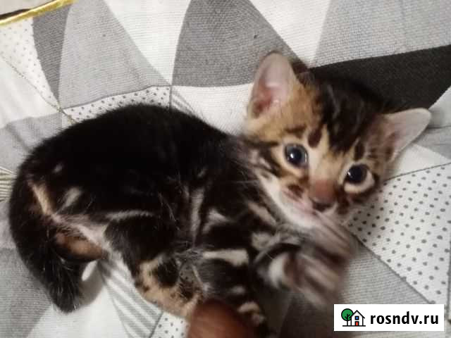 Бенгальские котята Киров - изображение 1
