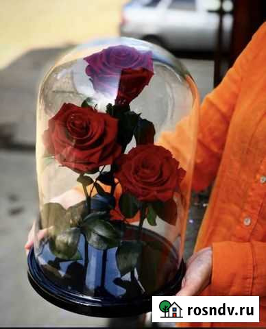 Роза в колбе Дербент - изображение 1