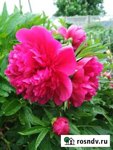 Ирис и пион Медвенка - изображение 1