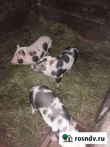 Продам въетнамских порасят Суджа - изображение 1