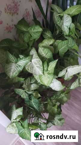 Сингониум Кирово-Чепецк - изображение 1