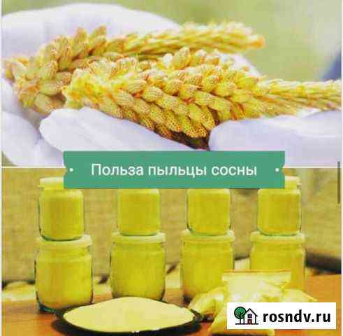 Пыльца сосны крымской (природный антиоксидант) Симоненко
