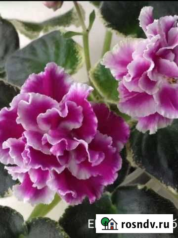 Фиалки сортовые детки Джанкой - изображение 1