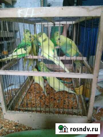 Волнистые попугаи Краснодар - изображение 1