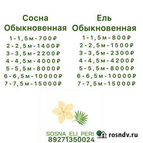 Саженцы Сосны и Ели Елово