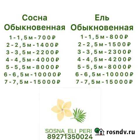 Саженцы Сосны и Ели Елово - изображение 1