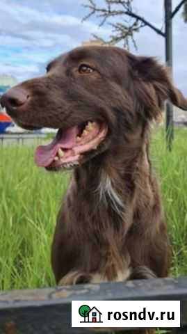 Собака Норильск - изображение 1