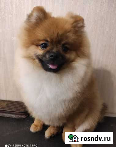 Стрижка декоративных собак Ачинск - изображение 1