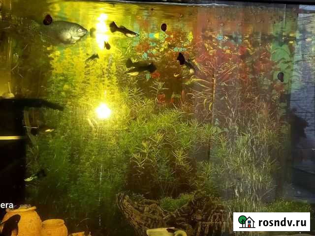 Аквариумные рыбки гуппи Лобня - изображение 1