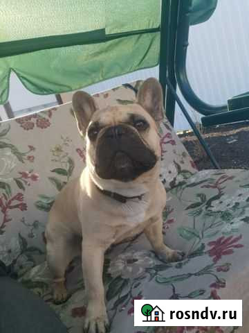 Французский бульдог вязка Тамбов - изображение 1